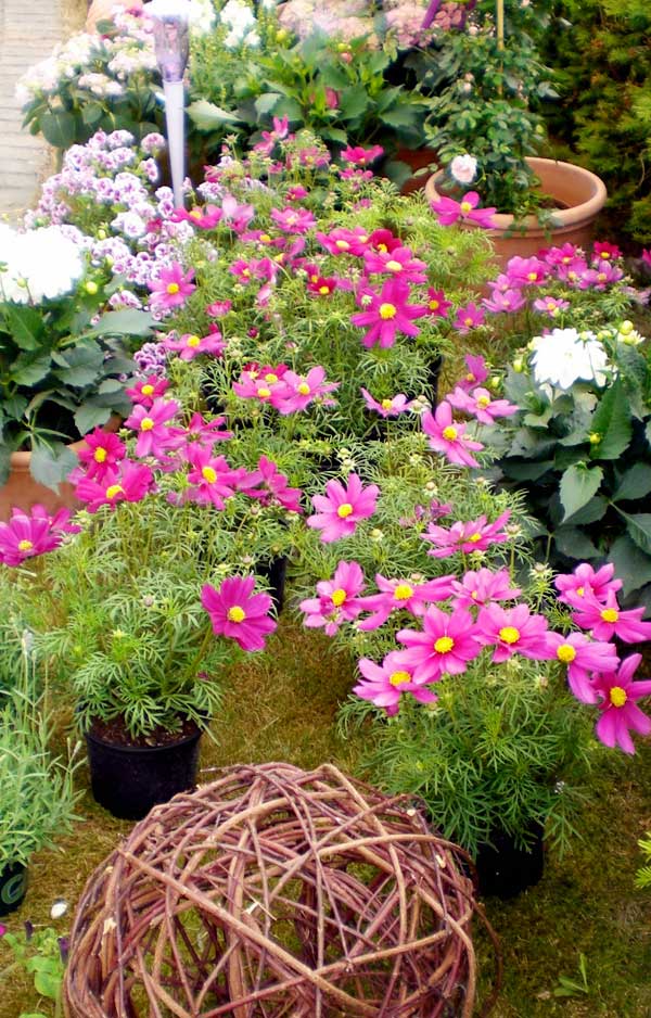 Blumen-Eck Große Jäger