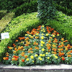 Friedhofsgärtnerei Große Jäger