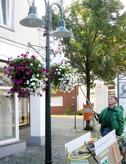 Petunien werden gegossen